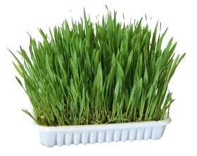 Meilleurs prix pour Herbe pour rongeur