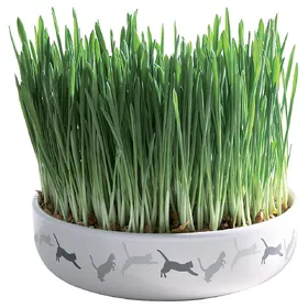 Comparer les prix de Gamelle en céramique Trixie pour chat + 50g de graines d'herbe à chat