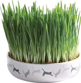 Comparer les prix de Herbe à chat avec une écuelle en céramique - Lot de 2x Ø15 x 4cm - 50g