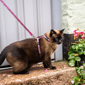Comparer les prix de Max &amp; Molly Harnais avec laisse pour chat - Leopard Pink