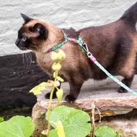 Comparer les prix de Max &amp; Molly Harnais avec laisse pour chat - Tropical