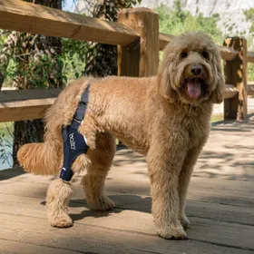 Meilleurs prix pour BALTO Jump - Atelle orthopédique pour genou droit