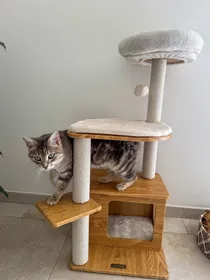 Meilleurs prix pour Petit Arbre à chat en MDF - 85cm - Zolia Napo - 39x39x85cm