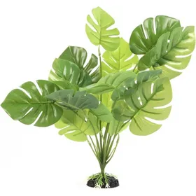 Comparer les prix de Plante verte Monstera pour terrarium