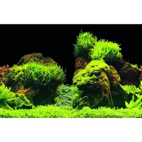 Meilleurs prix pour SuperFish Deco Poster E - 6 tailles Poster de fond pour aquarium