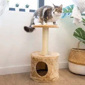 Comparer les prix de Petit arbre à chat - 57 cm - Zolia Rico 