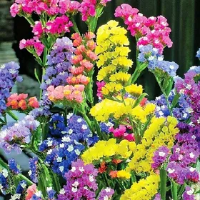 Meilleurs prix pour 50 Pièces/Sac Graines De Limonium Sinense Vivaces Aménagement Paysager Portable Aromatique Ornemental Statice Graines De Fleurs