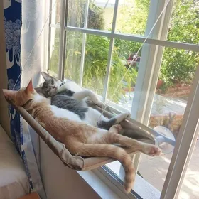 Comparer les prix de Hamac pour chat - EINNENFFER - Petit - Intérieur - Toile respirante - Ventouses