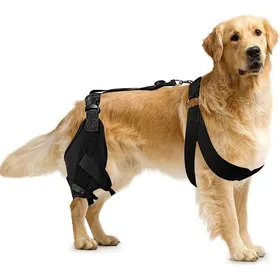 Meilleurs prix pour Genouillère pour chien - Attelle de jambe - Blessure ligamentaire - Douleurs articulaires - Support arrière réglable - M