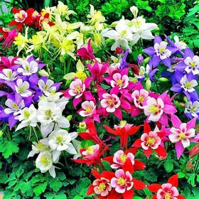 Meilleurs prix pour Graines de rares，100 graines de ancolie à Double Fleur à Grande Fleur, graines de Fleurs de Jardin en Plein air vivaces，Fleur