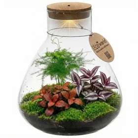 Meilleurs prix pour Terrarium pour plantes Ø 30 cm - Écosystème fermé en verre