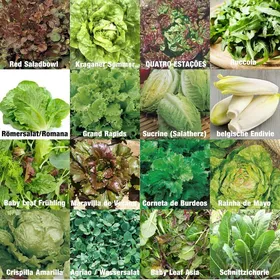 Meilleurs prix pour Set de graines de salades PRADEMIR – 16 variétés de salades – Graines 100% naturelles du Portugal – Variétés rares et anciennes