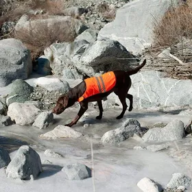 Meilleurs prix pour Manteau - blouson Zippy paws - ZP492 - Adventure Cooling Vest Gilet rafraichissant pour Chien Orange Taille L