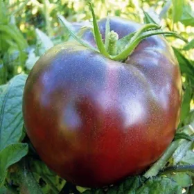 Meilleurs prix pour Tomate noire de Crimée 25 graines