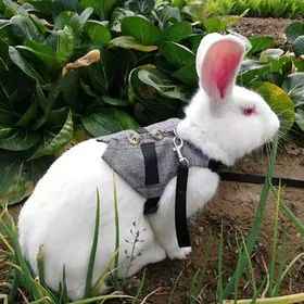 Meilleurs prix pour Shipenophy Harnais de lapin Harnais respirant en forme de lapin doux avec laisse style animalerie animal M pour M pour 150-155cm