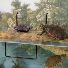 Meilleurs prix pour Ventouse pour ilot flottant tortue Zoomed TDS