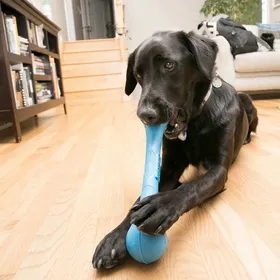 Comparer les prix de Jouet pour chien Kong Squeakstix
