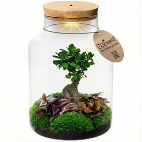 Meilleurs prix pour Terrarium bonsaï XL