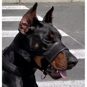 Meilleurs prix pour Licol pour chien - Taille L - Anti-traction - Noir - Doublé - Licol et muselière - Licol anti-traction pour chien - Licol pour