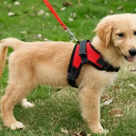 Meilleurs prix pour S Harnais chien anti traction Harnais de securite pour chien Rflchissant Gilet pour Randonne Trajet Voiture Rouge