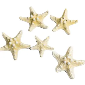 Comparer les prix de SALUTUYA Décoration dAquarium en Étoile de Mer Uniques pour Cadre Photo DIY Aquarium Maison