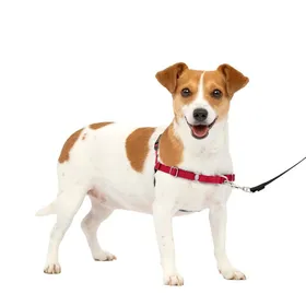 Meilleurs prix pour Harnais de promenade PetSafe 66933 anti-traction rouge - 4 points martingale poitrine