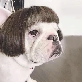 Meilleurs prix pour Perruque pour chien, déguisement pour animal de compagnie, couvre-chef pour animal de compagnie, déguisement pour festival,