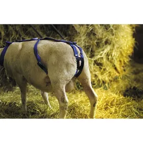 Meilleurs prix pour Accessoire pour ovins bandage prolapsus en nylon avec pessaire Kamer