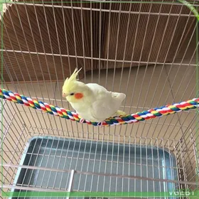 Meilleurs prix pour Jouet pour oiseau - FAFEICY - Modèle S - Multicolore - Corde de coton & fil de fer - Forme modulable (415x3x3 cm)