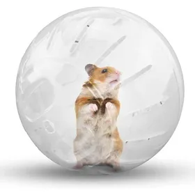 Meilleurs prix pour Boule de course pour hamsters mouvement jouet pour rongeurs pour courir 12 cm transparent
