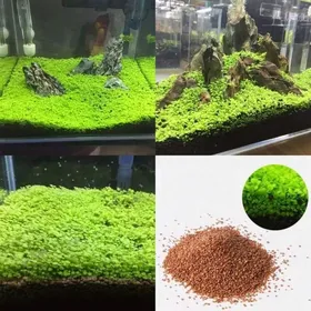 Comparer les prix de 1 Sac De Graines De Plantes Daquarium De Réservoir De Poissons Aquatics Feuilles Vertes Tapis Eau Herbe Décor L PLANTE DAQUARIUM