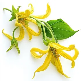 Meilleurs prix pour Graines dYlang-Ylang - SemiSauvage - Cananga odorata - Non hybrides - Sans traitement chimique - 1 kg max