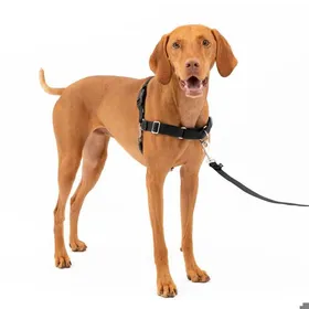Meilleurs prix pour Harnais Easy Walk avec Boucle Anti-Traction et Laisse de 18 m Promenade Confortable pour Vous et Lui Noir Taille M