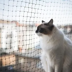 Meilleurs prix pour Filet de Protection pour Chat 6x3m Renforcé Résistant aux Intempéries Sécurise Balcon Fenêtres et Terrasses