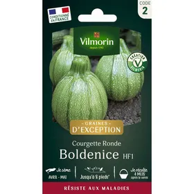 Meilleurs prix pour Courgette Boldenice F1 - Graines d' Exception