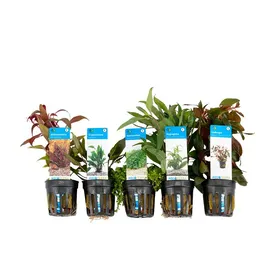 Comparer les prix de Set de 5 - Plantes daquarium véritables - Plantes aquatiques - Purifiantes - Oxygène - H. 15-20 cm