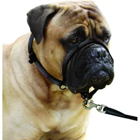 Meilleurs prix pour Collier d apprentissage Easy anti traction L