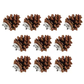 Comparer les prix de Lot de 10 pommes de pin à mâcher pour oiseaux - Jouet naturel à mâcher pour perruches calopsittes conures pinsons perruches