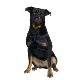 Comparer les prix de Muselière pour chien en nylon museau plat Duvoplus