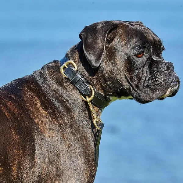 Weatherbeeta - Collier cuir - Chien (XL) (Noir) - UTWB1258