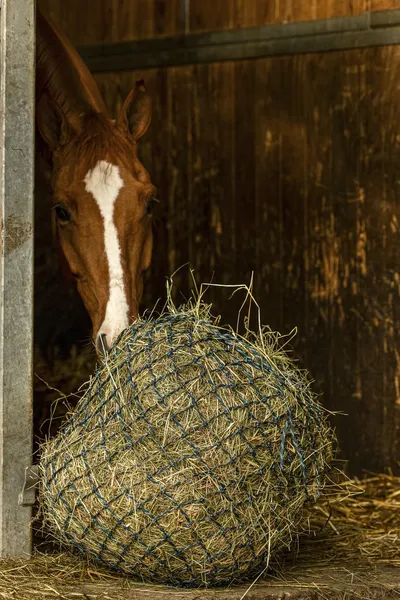 HIPPOTONIC Filet foin Zari – photo 2