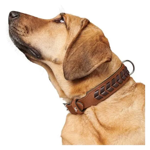 Hunter Collier El Paso (Chien, Sport canin), Collier + laisse