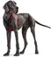 Hunter - Harnais - Chien - UTVP410