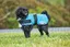 Manteau rafraîchissant pour chien Weatherbeeta Therapy-Tec