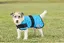 Manteau rafraîchissant pour chien Weatherbeeta Therapy-Tec