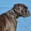 Weatherbeeta - Collier cuir - Chien (XL) (Noir) - UTWB1258