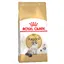 Ragdoll Royal Canin chat