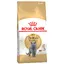 British Shorthair Royal Canin Croquettes pour chat