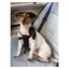 Karlie Harnais pour chien de voiture (Chien), Transport d'animaux
