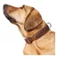 Hunter Collier El Paso (Chien, Sport canin), Collier + laisse